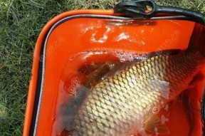 夏日钓鱼鲤鱼的技巧（探秘夏日钓鱼技巧）
