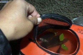 发大水溪里钓鱼技巧是什么？如何应对溪流钓鱼中的常见问题？