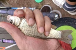 六月中下旬钓鱼技巧和方法是什么？如何提高钓鱼成功率？