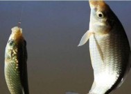 肥水湖野钓鲫鱼技巧有哪些？如何提高钓鲫鱼的成功率？