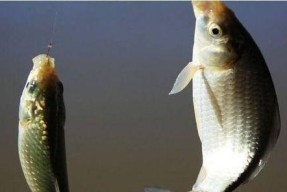 肥水湖野钓鲫鱼技巧有哪些？如何提高钓鲫鱼的成功率？