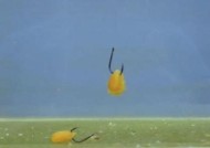 钓鱼调平水钓二目技巧（掌握钓鱼调平技巧，提升水钓效果）