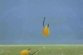 钓鱼调平水钓二目技巧（掌握钓鱼调平技巧，提升水钓效果）