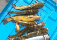 刺头鱼垂钓技巧（掌握刺头鱼的生态习性，钓上大鱼！）