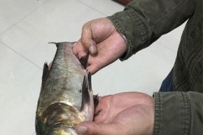 涪江河夜钓大口鲢鱼技巧有哪些？如何提高钓获率？