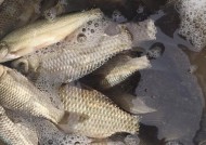 肥水塘是如何形成的？钓鱼时应该使用哪些饵料？