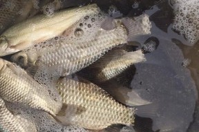 肥水塘是如何形成的？钓鱼时应该使用哪些饵料？