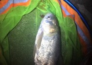 翻板夜钓鲢鳙技巧是什么？如何提高成功率？