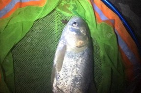 翻板夜钓鲢鳙技巧是什么？如何提高成功率？