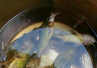 夜钓技巧大揭秘（夜钓高手必备）
