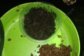 夜钓昂刺鱼技巧有哪些？河里走水时如何提高成功率？