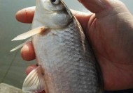 浮漂拉饵钓鲤鱼技巧和方法是什么？如何有效提高钓鲤鱼的成功率？