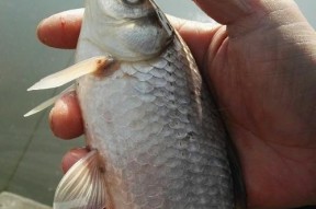 浮漂拉饵钓鲤鱼技巧和方法是什么？如何有效提高钓鲤鱼的成功率？