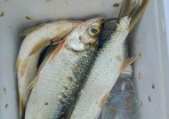 河里野钓小鱼的技巧与经验（探秘钓鱼新世界）