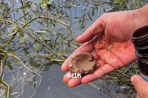 中午野河钓鱼技巧（教你轻松钓到满满一桶鱼）
