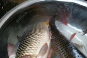 中秋野钓鲤鱼技巧教程（学习钓鲤鱼的必备技巧）