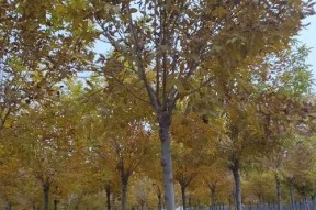 大白蜡钓鱼技巧教程？如何提高钓鱼成功率？
