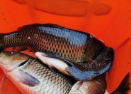谷麦钓法与野钓技巧（探索钓鱼新境界）