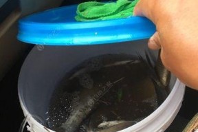 搓饵钓浮小鱼闹窝技巧是什么？如何有效避免小鱼闹窝？