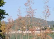 池塘钓鱼拉钩技巧是什么？如何提高拉钩成功率？