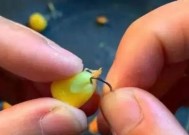 六月冰钓鲤鱼技巧有哪些？如何提高冰钓鲤鱼的成功率？
