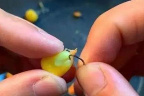 六月冰钓鲤鱼技巧有哪些？如何提高冰钓鲤鱼的成功率？