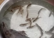 野鱼塘钓鲤鱼技巧（掌握钓鲤鱼的窍门）