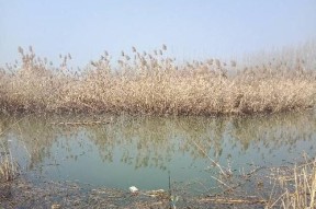 河边浅水钓鱼技巧与方法（掌握好河边浅水钓鱼）