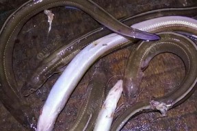 夜钓黄鳝的诀窍和技巧（掌握关键技巧）