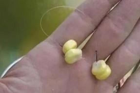 打窝竿钓鱼技巧和方法有哪些？如何提高钓鱼效率？