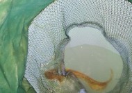 沉底钓鲶鱼技巧和方法是什么？如何提高钓鲶鱼的成功率？
