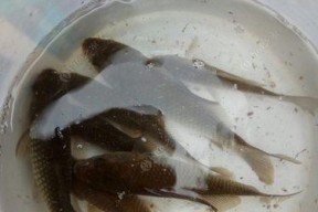 野钓鲫鱼技巧有哪些？如何提高钓鱼成功率？