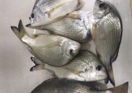 浮漂钓海鱼技巧有哪些？如何提高钓海鱼的成功率？