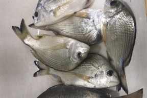 浮漂钓海鱼技巧有哪些？如何提高钓海鱼的成功率？