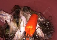 夏夜钓鳜鱼的绝佳技巧与方法（享受夏夜的钓鳜乐趣）