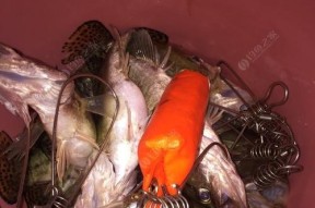 夏夜钓鳜鱼的绝佳技巧与方法（享受夏夜的钓鳜乐趣）