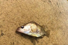 春季如何钓鳜鱼？掌握哪些技巧能提高成功率？