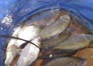 河里野钓鲫鱼技巧有哪些？适合的饵料是什么？
