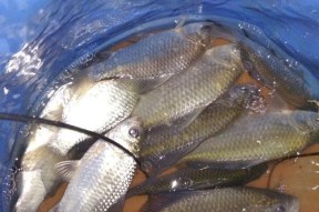 河里野钓鲫鱼技巧有哪些？适合的饵料是什么？