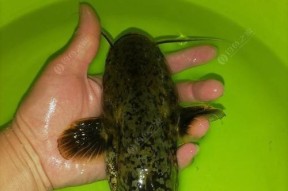 冬天野钓鲶鱼的技巧与方法（冬季钓鲶鱼的完美攻略）