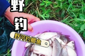 河流钓鱼技巧有哪些？如何应对河流钓鱼中的常见问题？