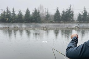不看漂钓鱼技巧有哪些？如何提高钓鱼成功率？