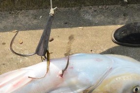夏日钓鱼技巧（提高钓鱼技巧的关键是选择合适的海竿）