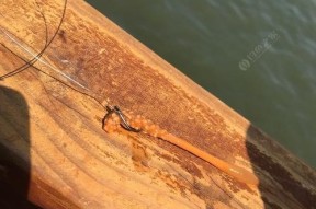 《凡人修真钓鱼技巧》（掌握关键）