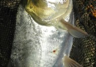 浮竿钓鲢鱼技巧教程？如何提高钓鲢鱼的成功率？