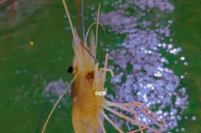 如何正确使用虾肉作为钓鱼挂钩？有哪些挂钩技巧能提高钓鱼成功率？