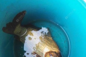 初春3月如何野钓鲫鱼？掌握哪些钓鱼技巧能提高成功率？