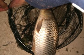 夏日草鱼野钓技巧（掌握钓草鱼的关键技巧）