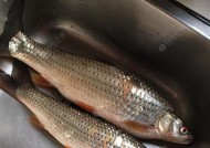 筏竿用鸡肝野钓红眼鱼技巧有哪些？如何提高钓获率？