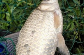 浦阳江野钓技巧精要（掌握浦阳江野钓的关键诀窍）